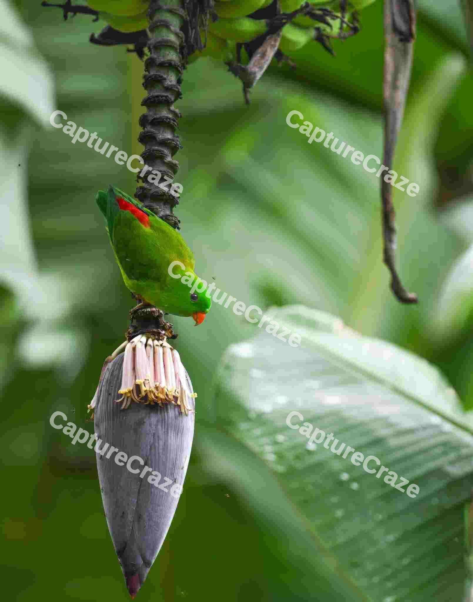 Hanging Parrot